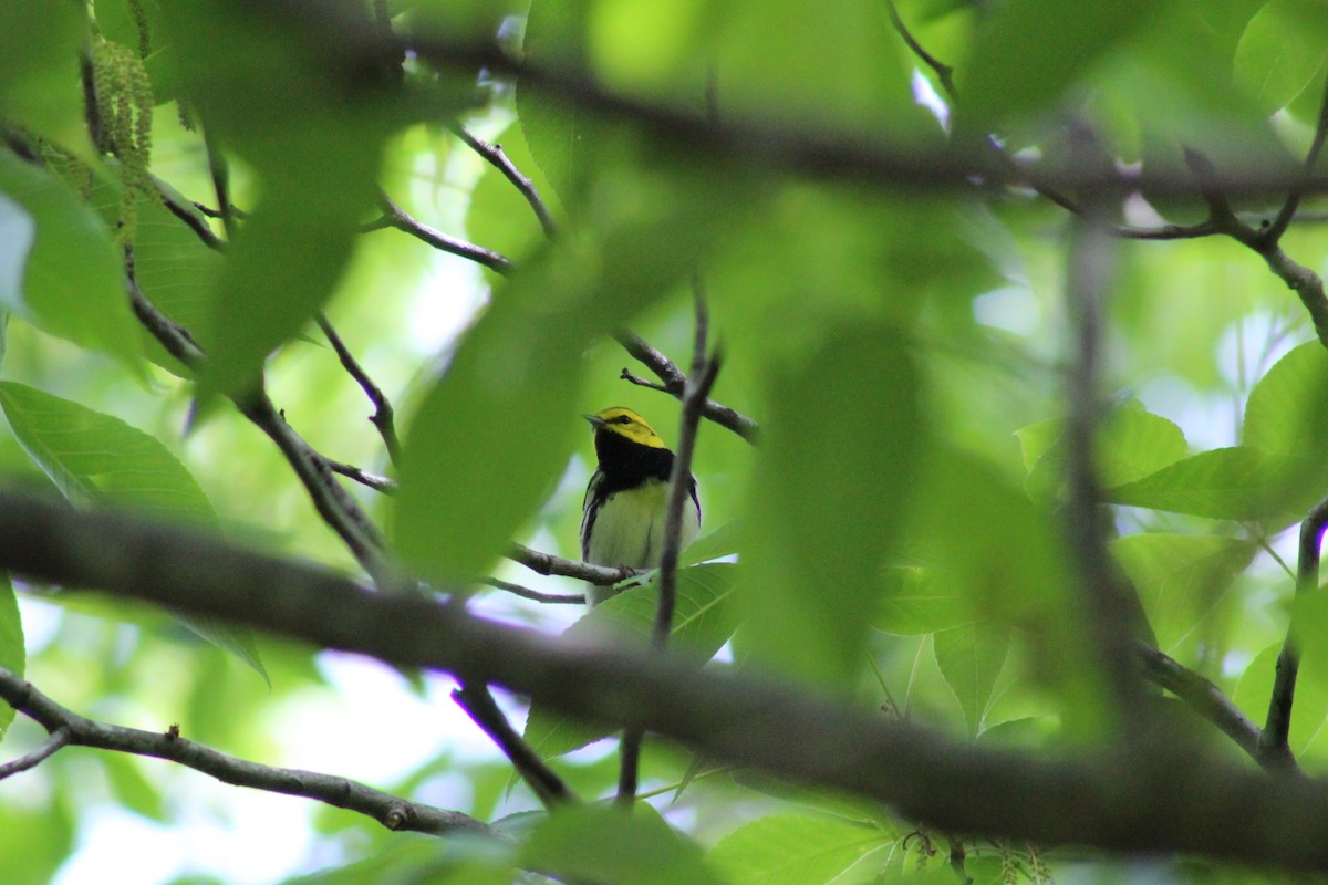 Black-throated Green Warbler - ML567087381