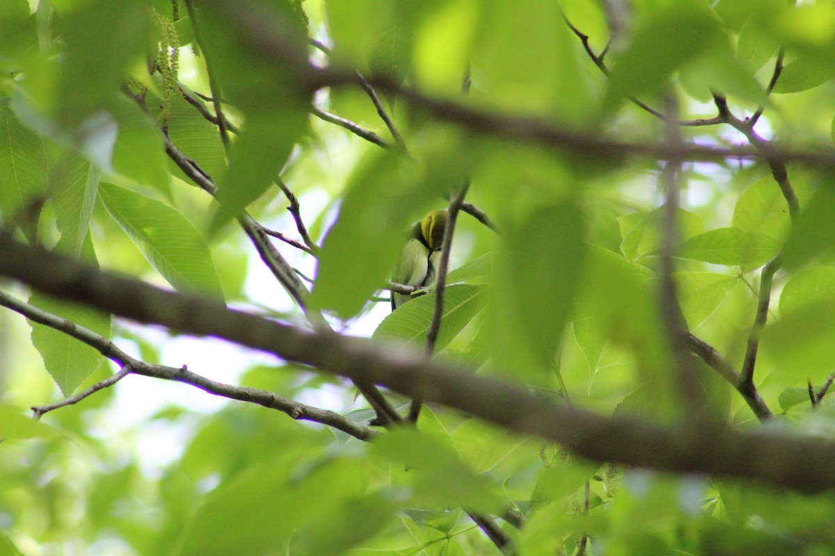 Black-throated Green Warbler - ML567087391