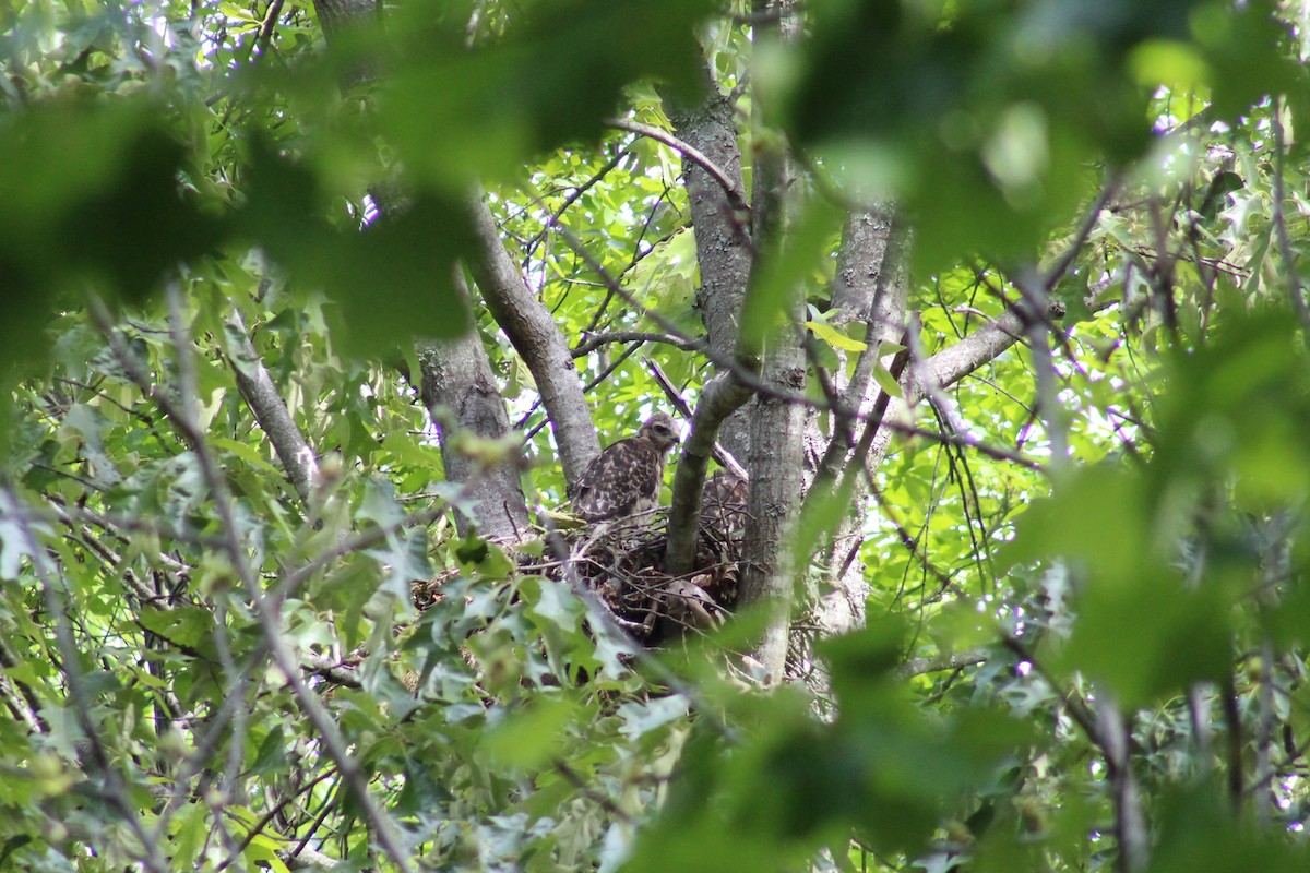 Red-shouldered Hawk - ML567087931