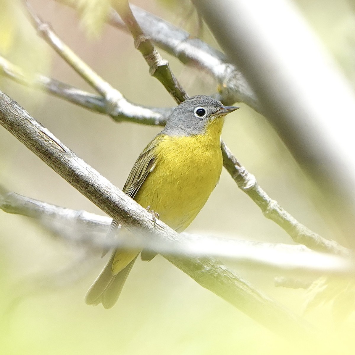 Nashville Warbler - Jordan Gunn