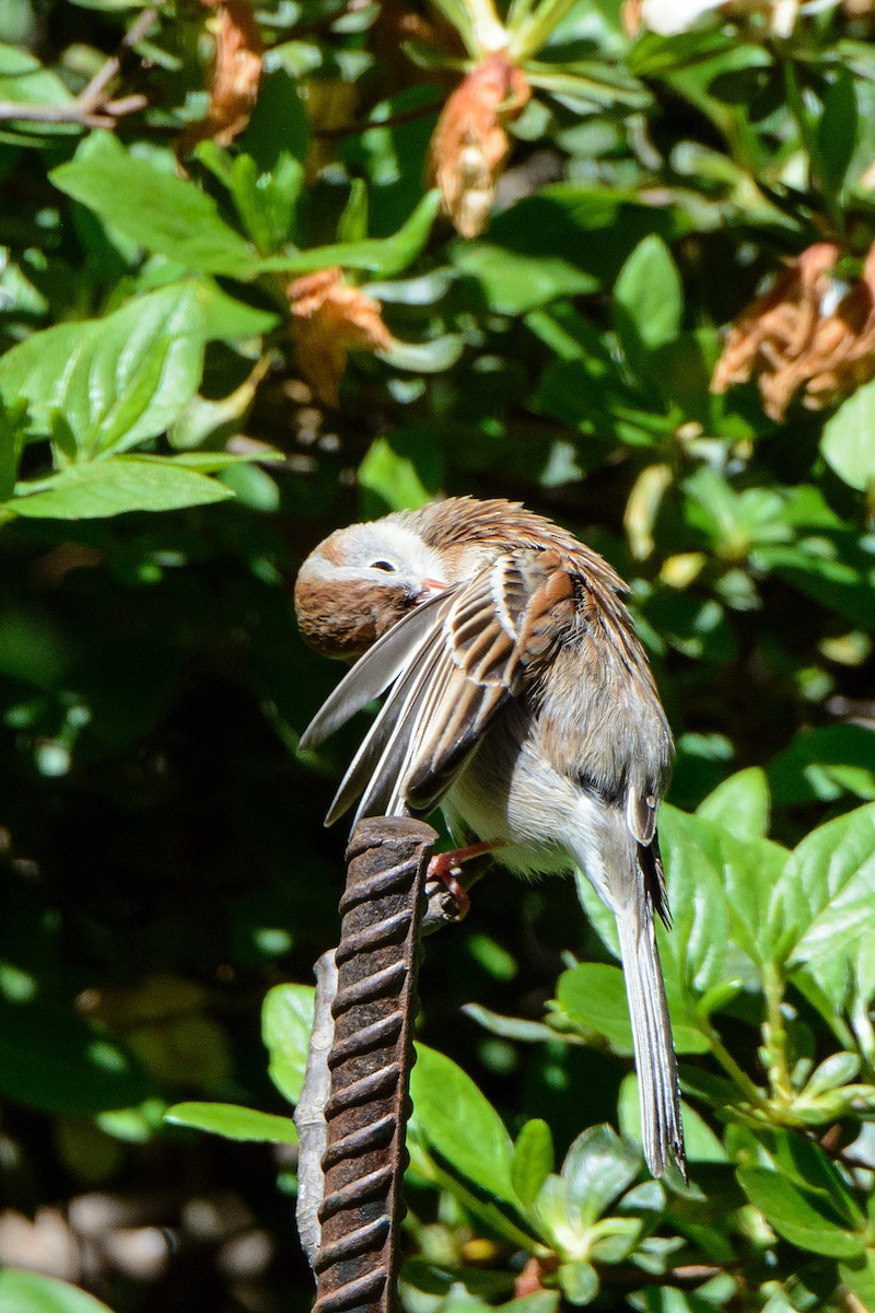 Field Sparrow - ML567088311