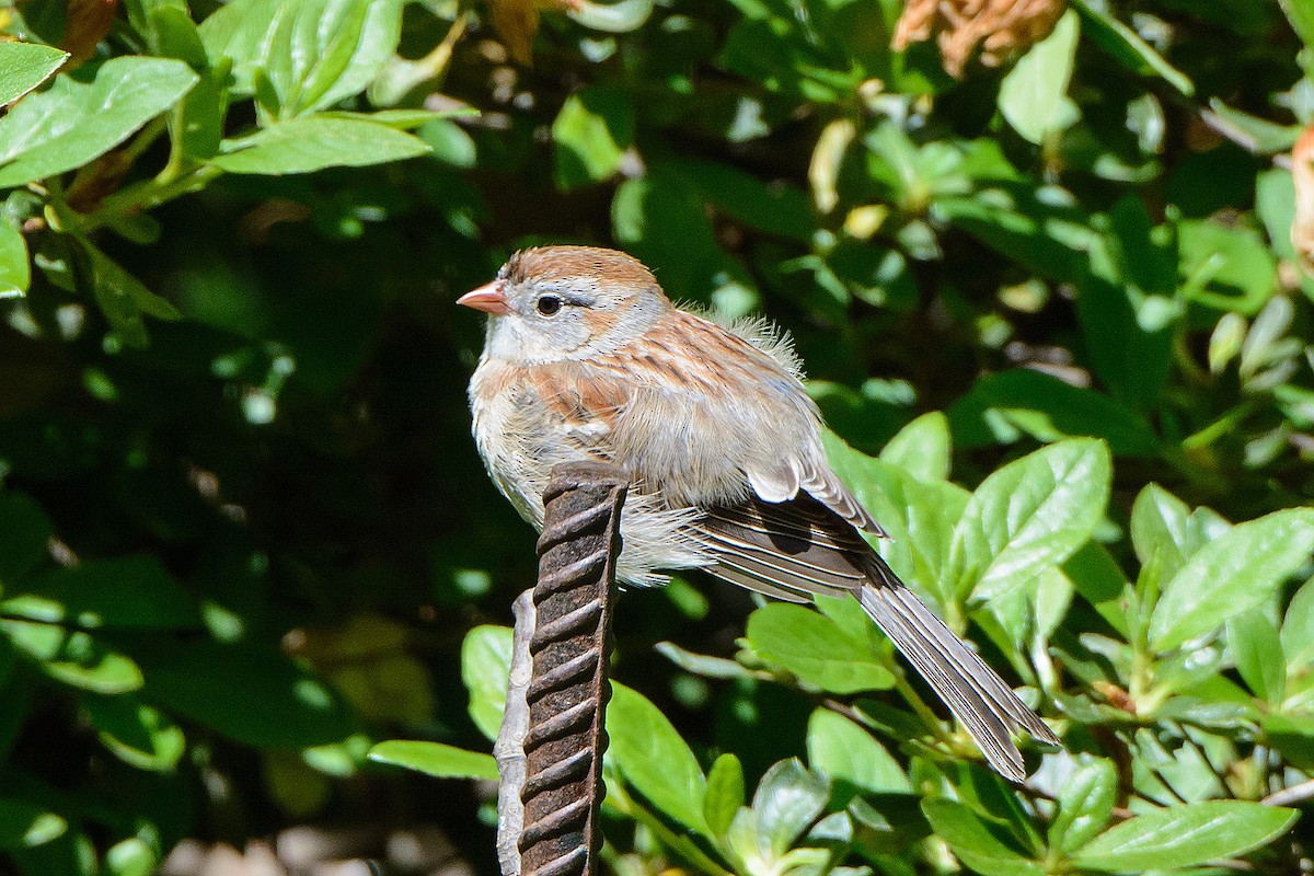Field Sparrow - ML567088321