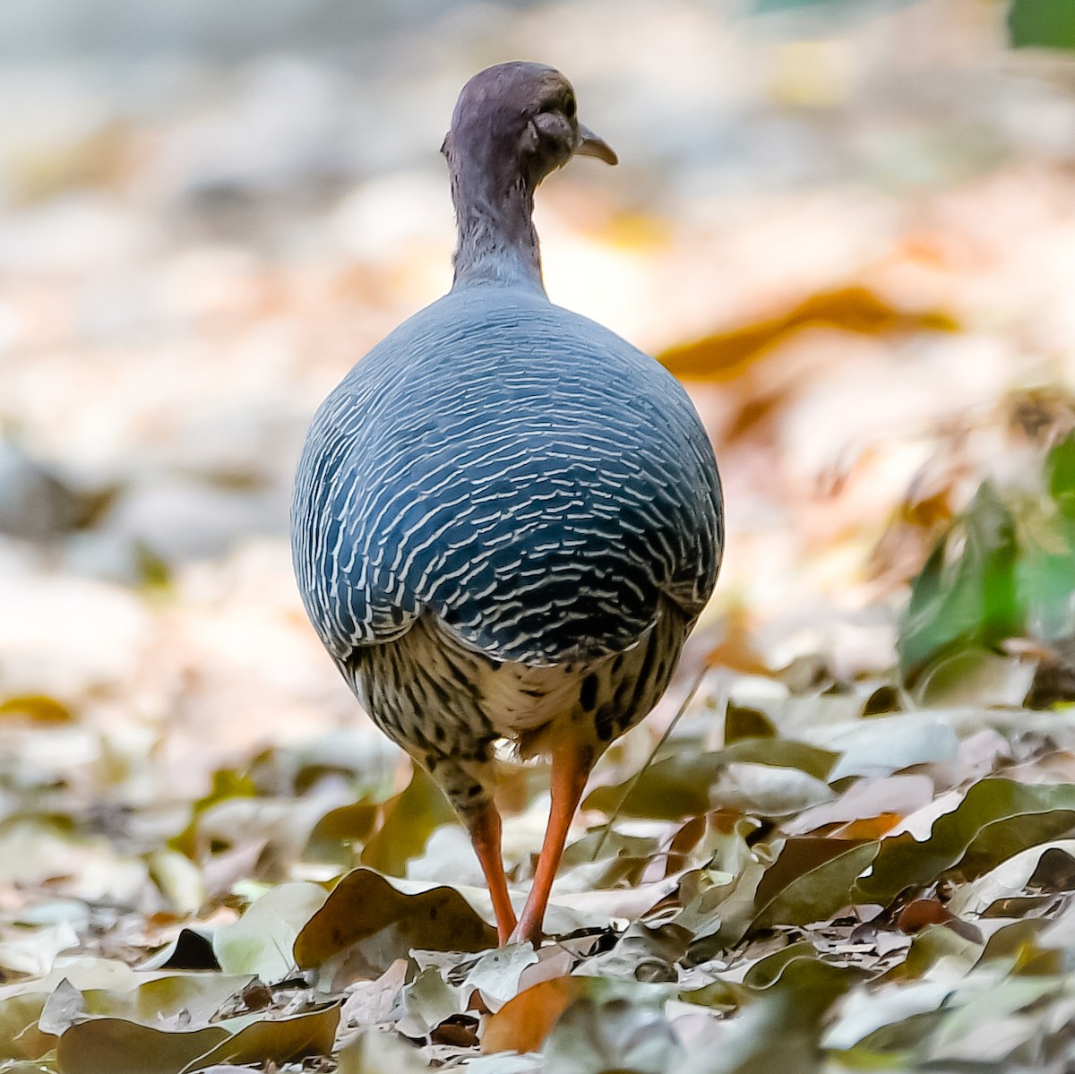 Thicket Tinamou - Juan Pablo Ligorria