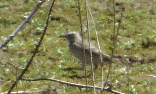 American Pipit - ML56709001