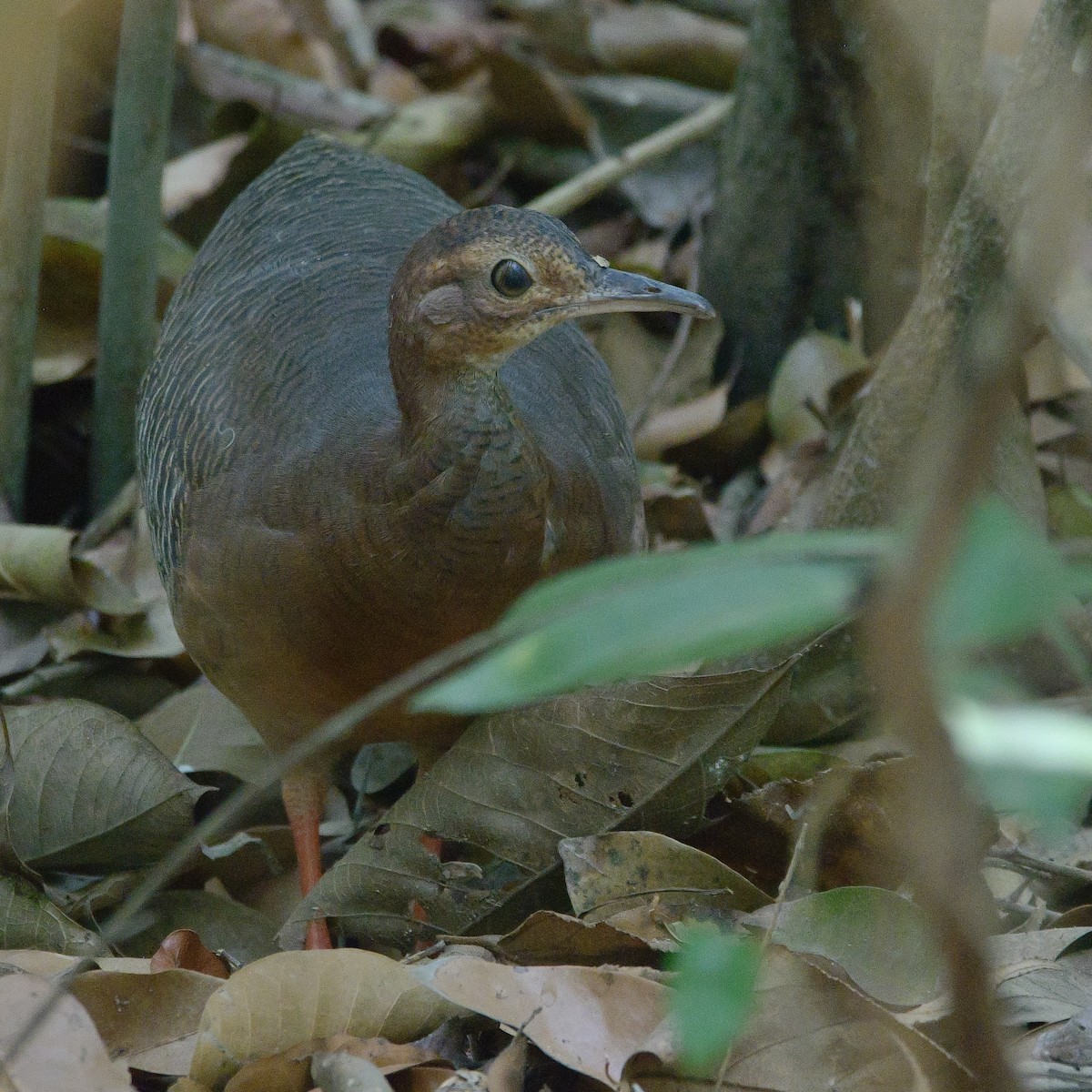 Thicket Tinamou - ML567090051