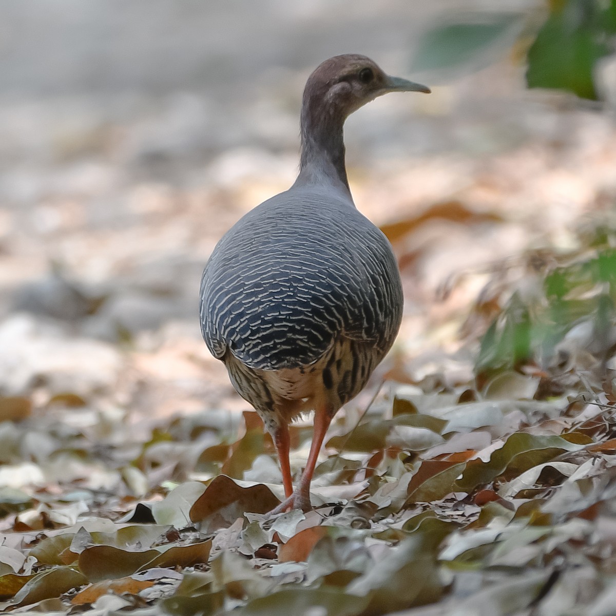 Thicket Tinamou - ML567090471