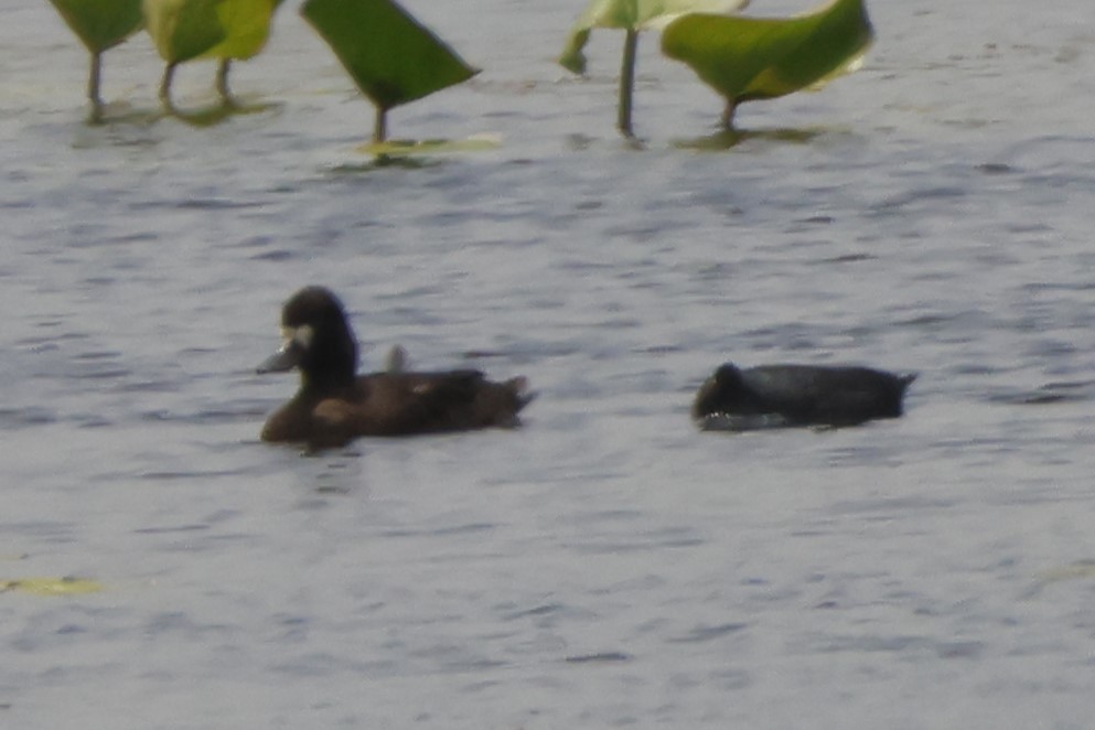 Lesser Scaup - ML567091401