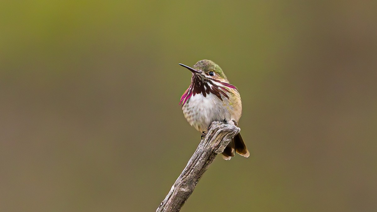 Calliope Hummingbird - ML567092191