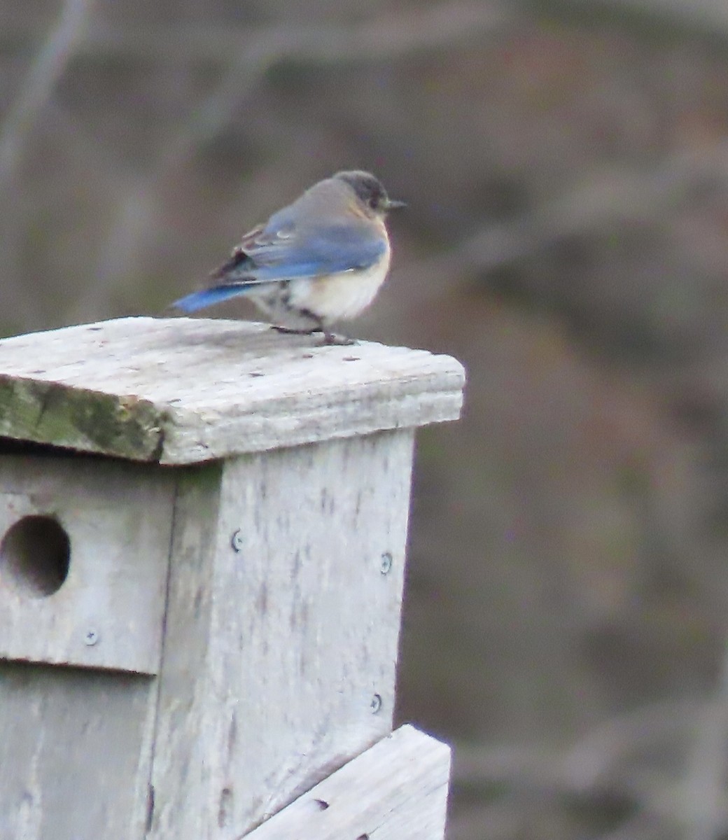 Eastern Bluebird - ML567094121