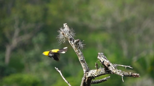 Cardinal à tête jaune - ML567094321