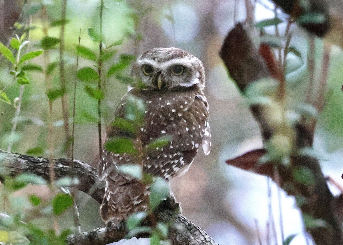 Spotted Owlet - ML567094821