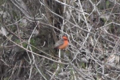 Vermilion Flycatcher - Brendan Montie