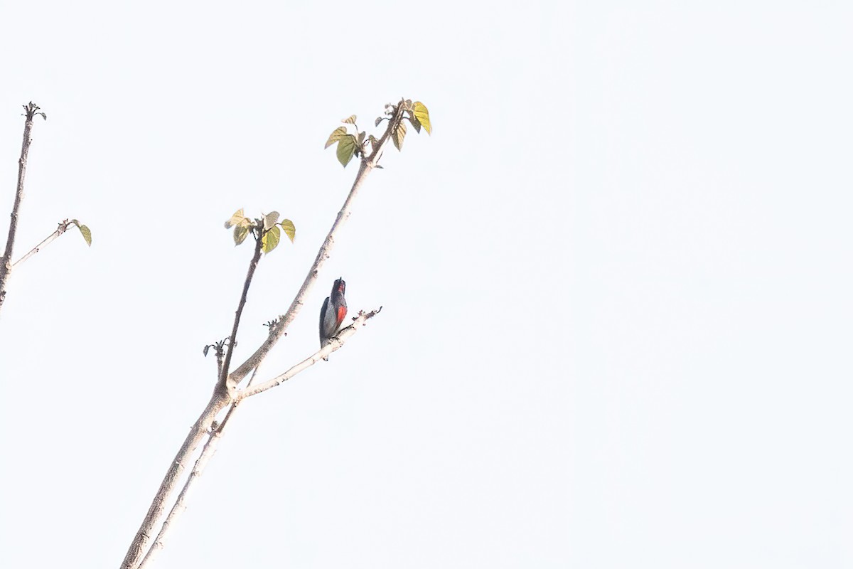 Scarlet-collared Flowerpecker - ML567095471