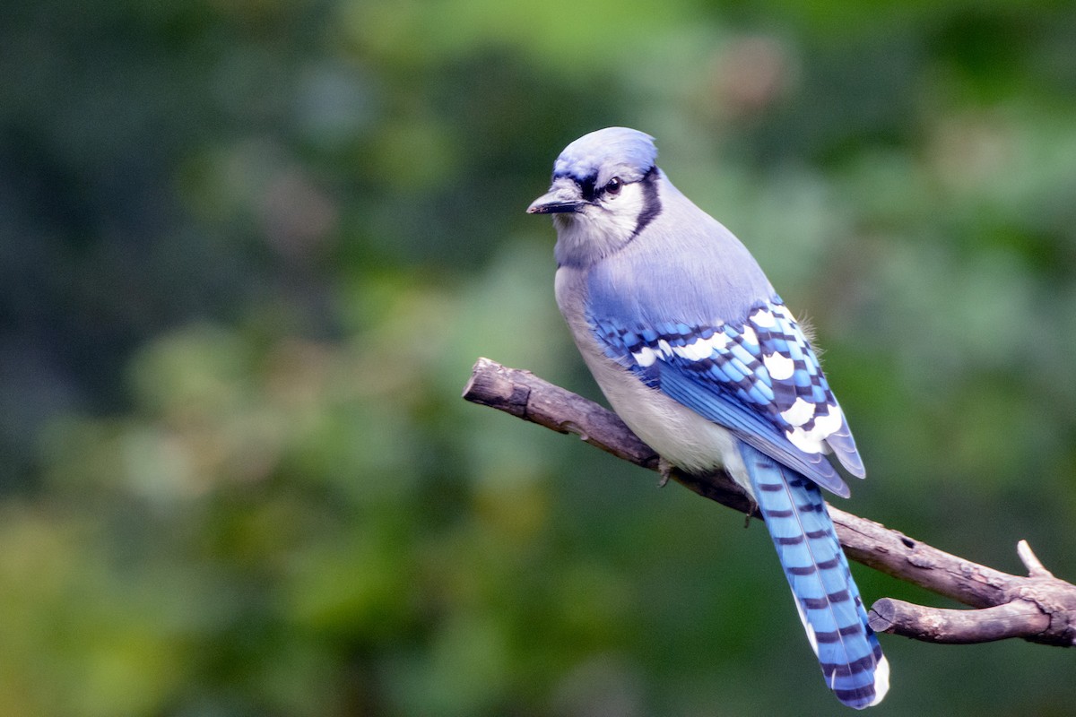 Blue Jay - ML567095551