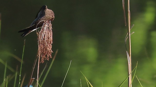 Bank Swallow - ML567096441