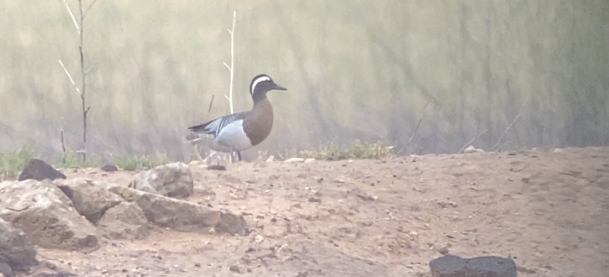 Garganey - Christian Walker