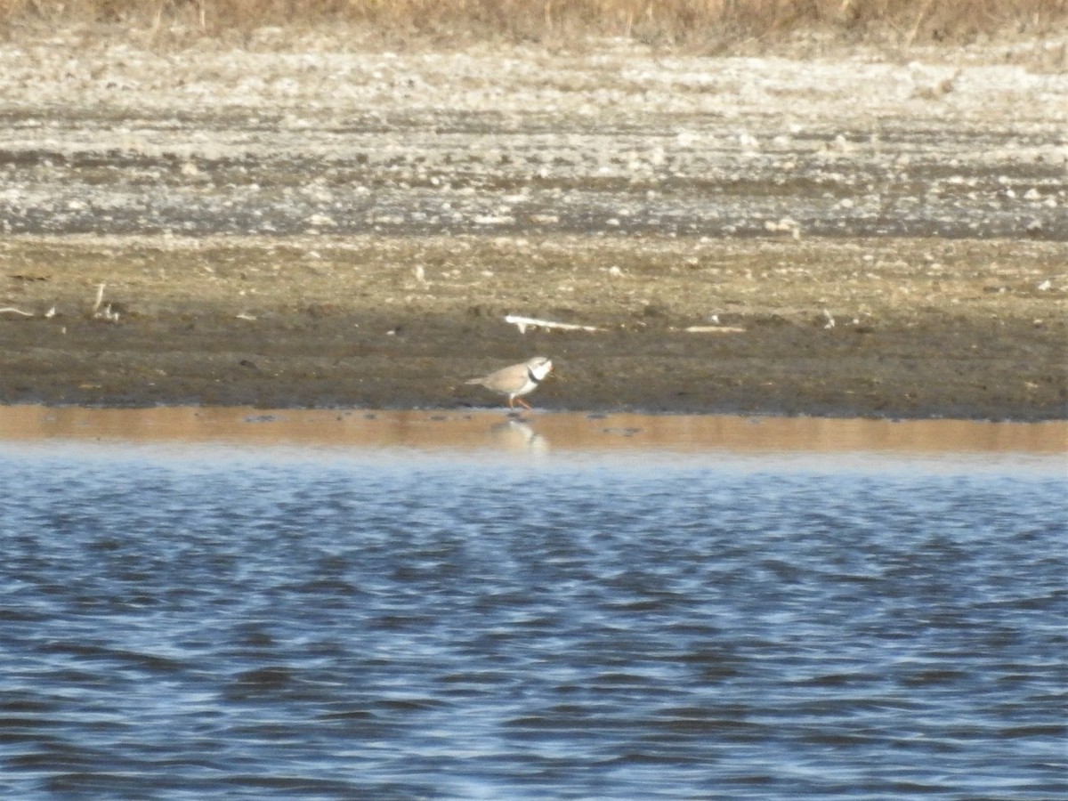 Piping Plover - ML567096821
