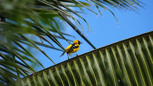 Yellow-tailed Oriole - ML567097201