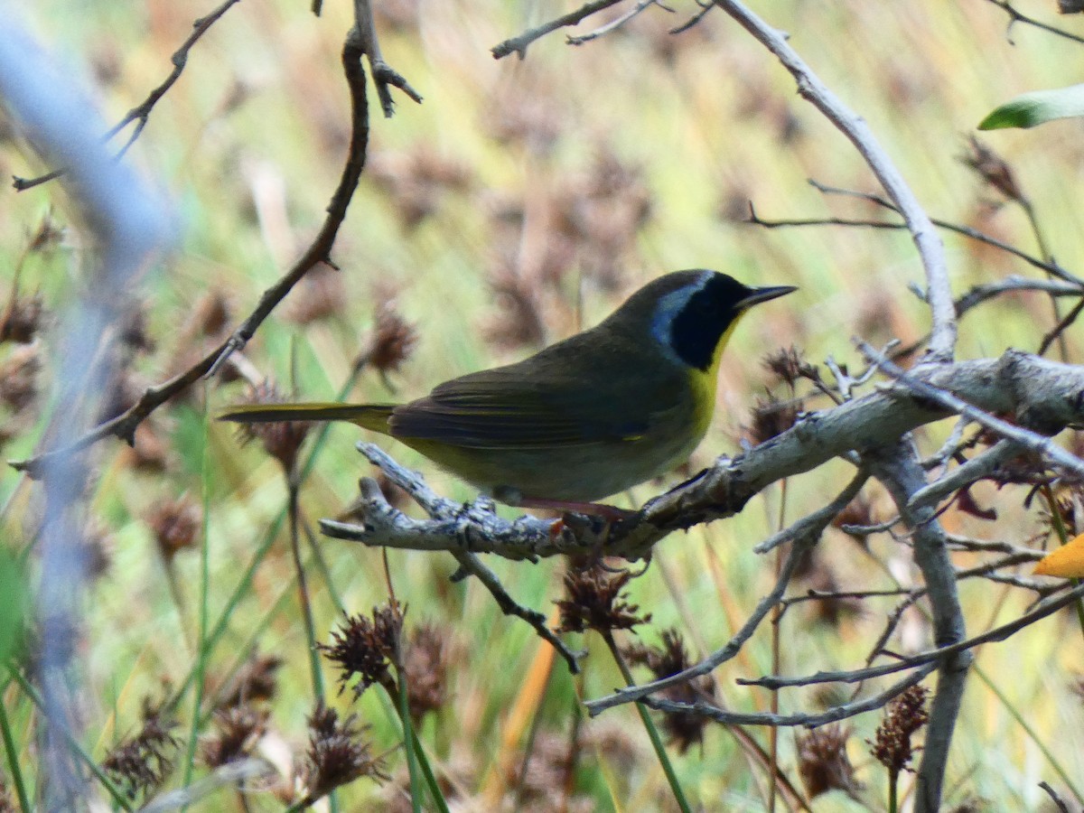 Common Yellowthroat - ML567098141