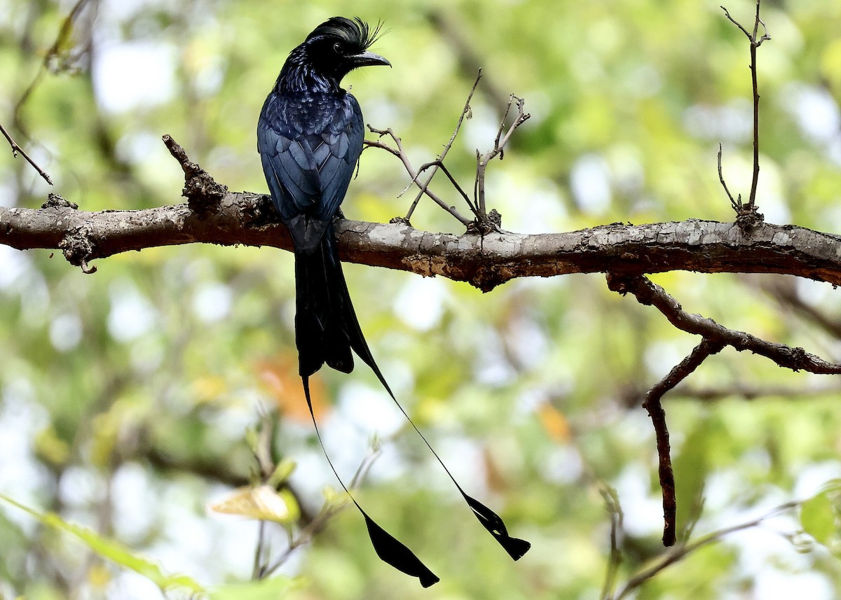 Greater Racket-tailed Drongo - ML567098311