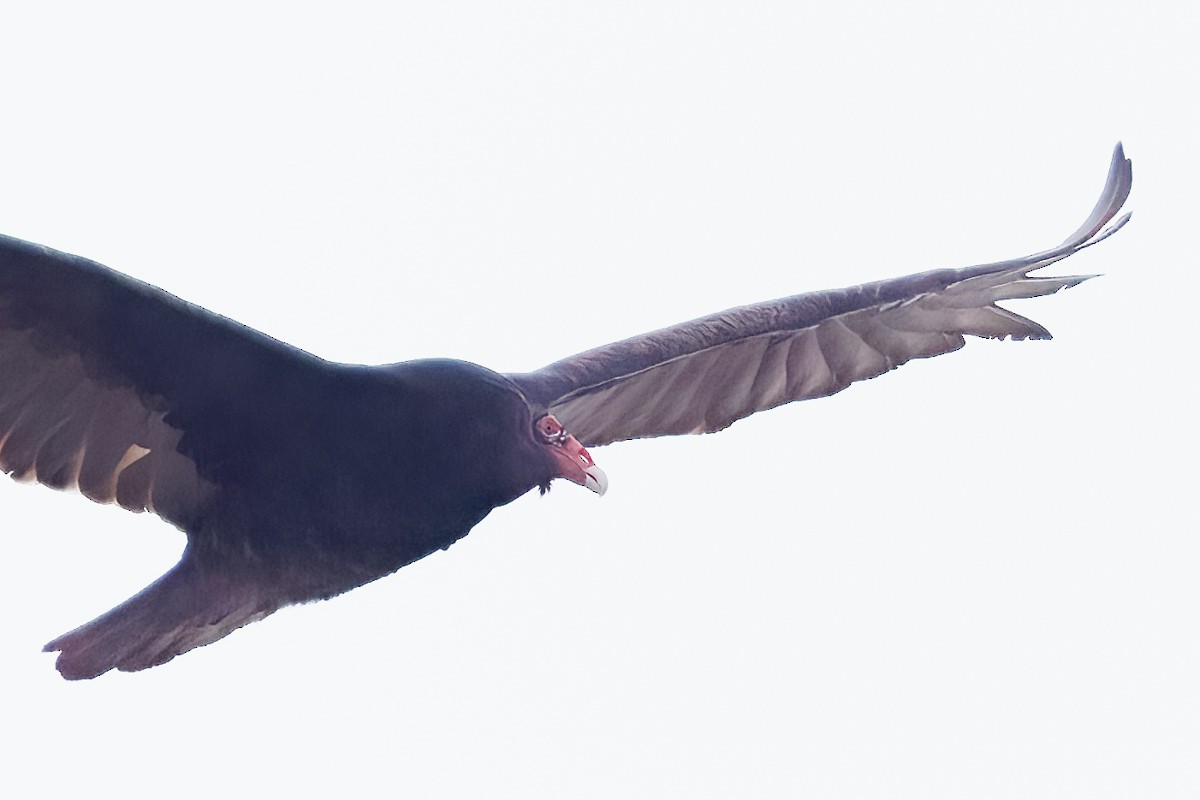 Turkey Vulture - ML567098981