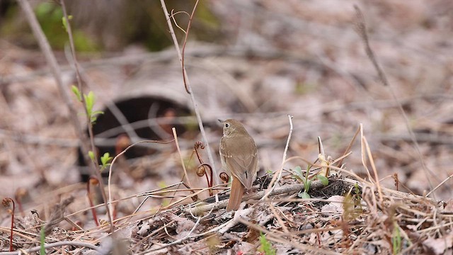 Hermit Thrush - ML567099721