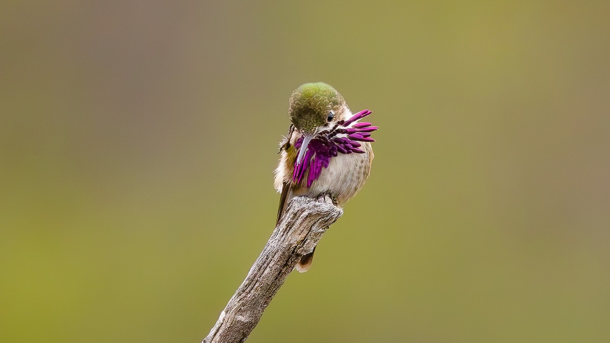 Calliope Hummingbird - ML567100281