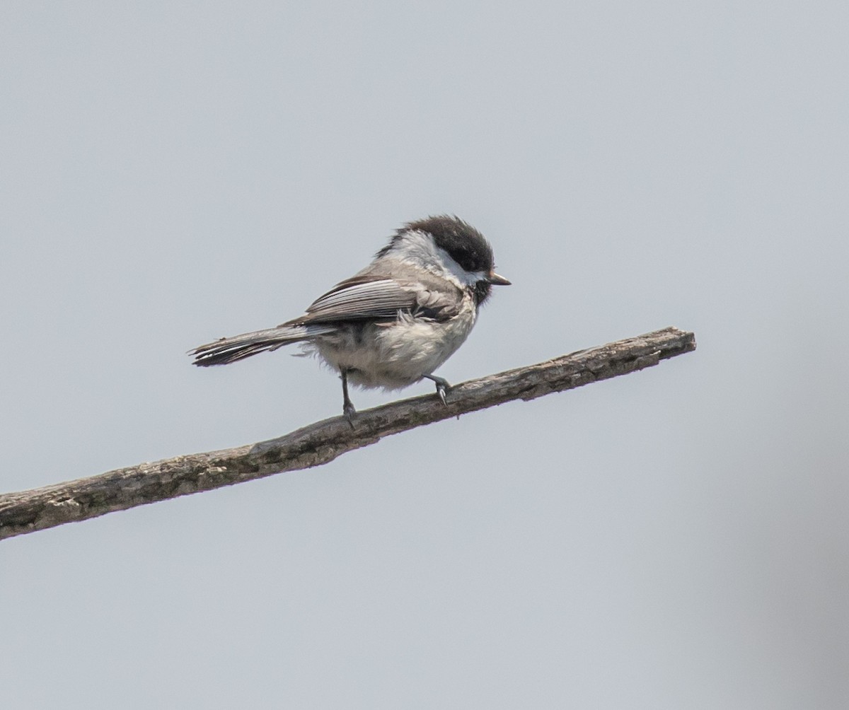 Black-capped Chickadee - ML567100581