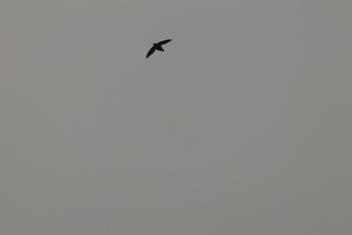 Chimney Swift - ML567101011