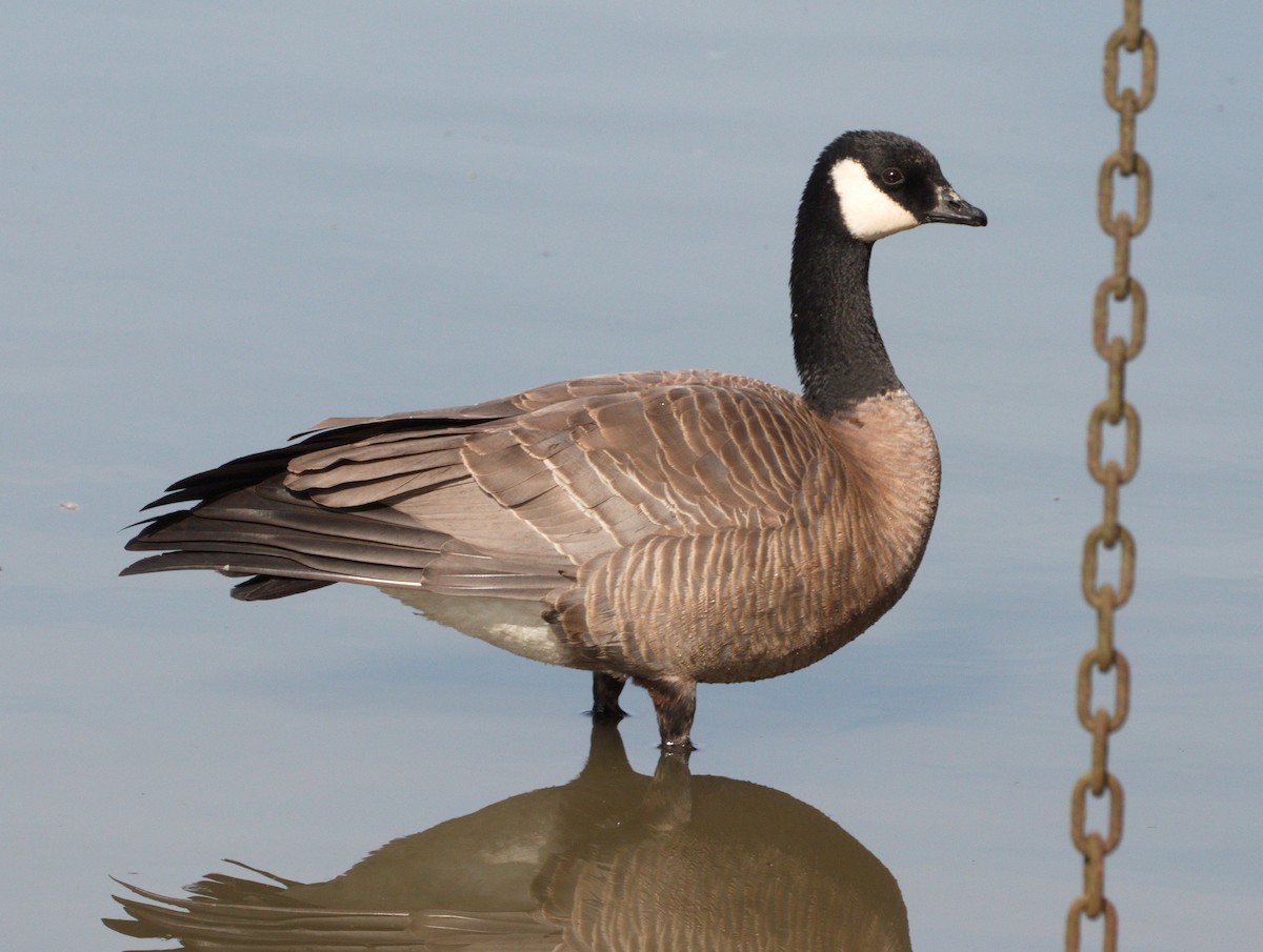 Cackling Goose - ML567101771