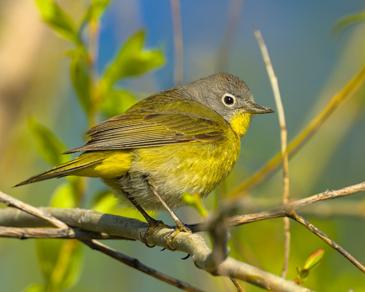 Nashville Warbler - ML567102461
