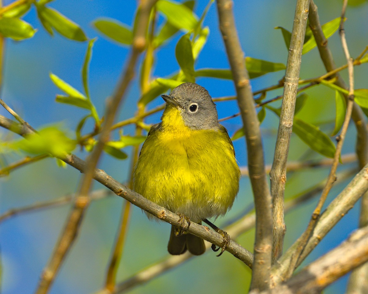Nashville Warbler - ML567102471