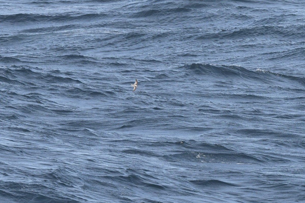 Fork-tailed Storm-Petrel - ML567103201