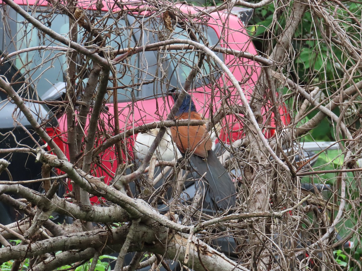 Greater Coucal - ML567104191