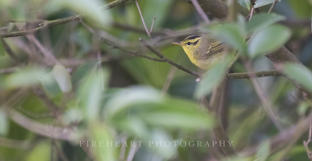 Sulphur-breasted Warbler - ML567104561