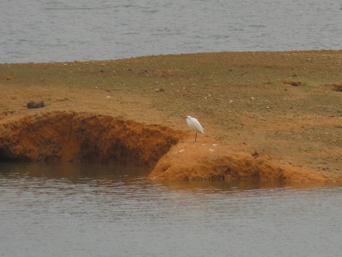 Little Egret - Mu-Ming Lin