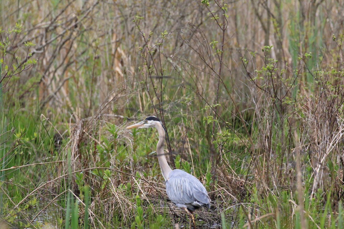 Great Blue Heron - Laurel Ironside