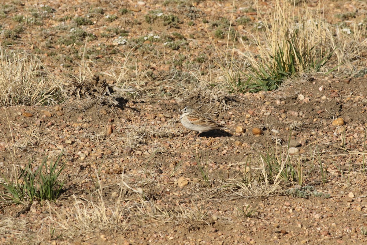 Thick-billed Longspur - Josh Layfield