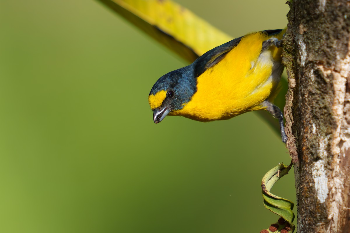 Yellow-throated Euphonia - ML567105591