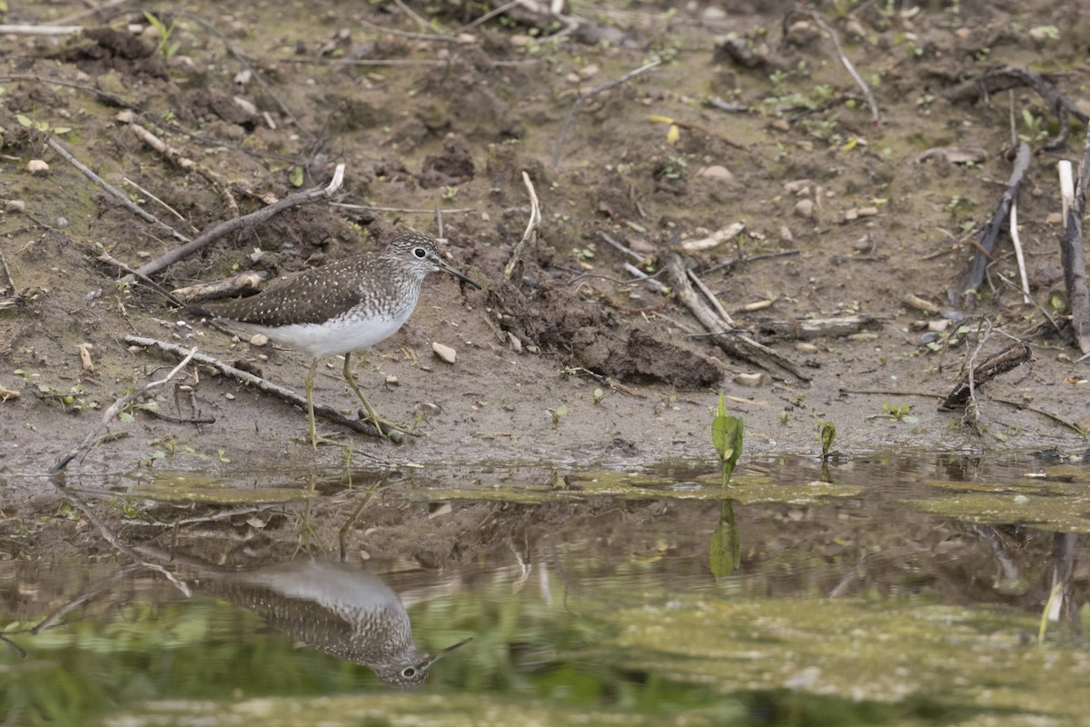 Solitary Sandpiper - ML567105691