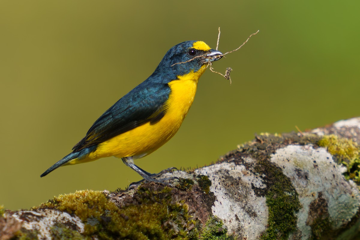 Yellow-throated Euphonia - ML567105841