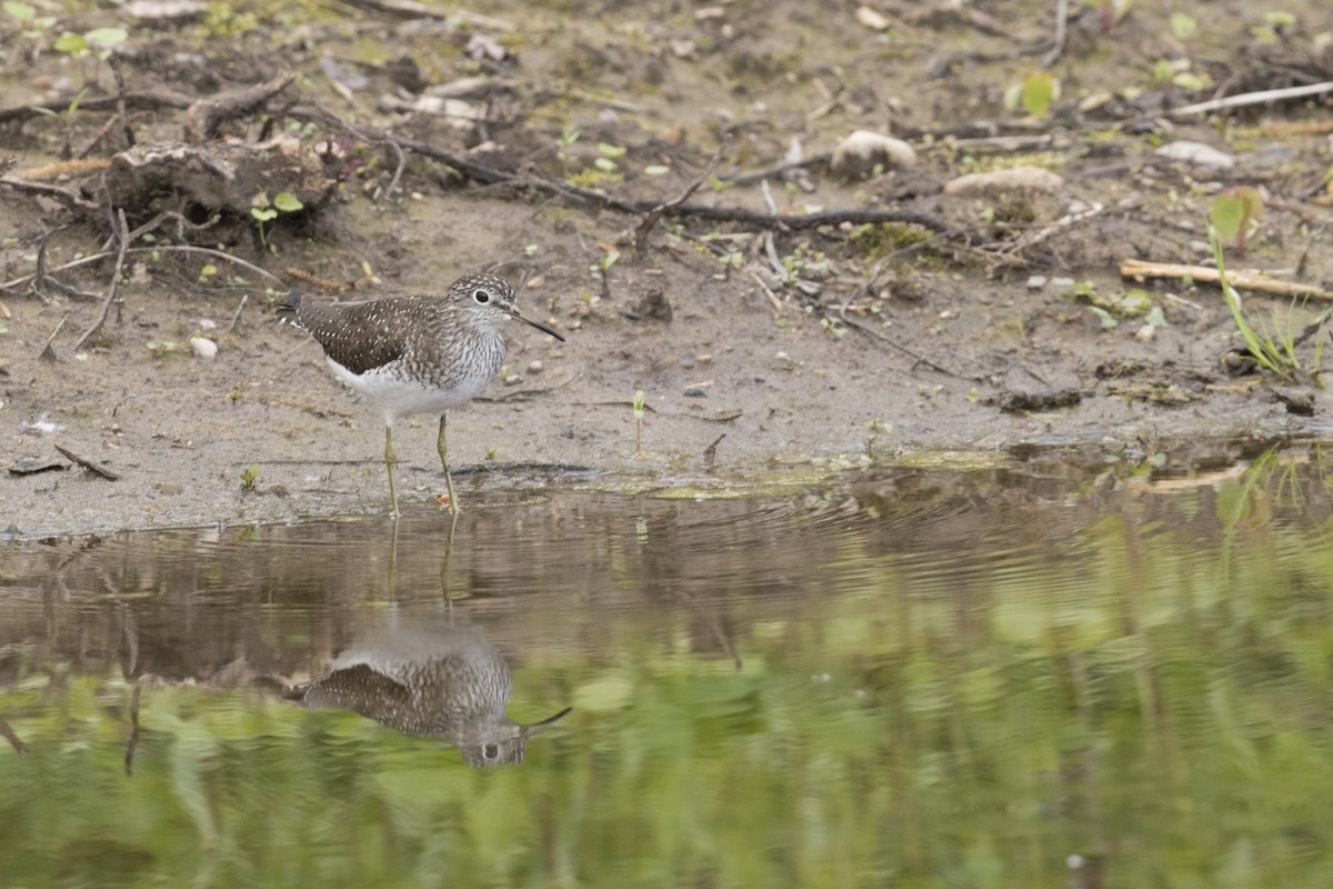 Solitary Sandpiper - ML567106111