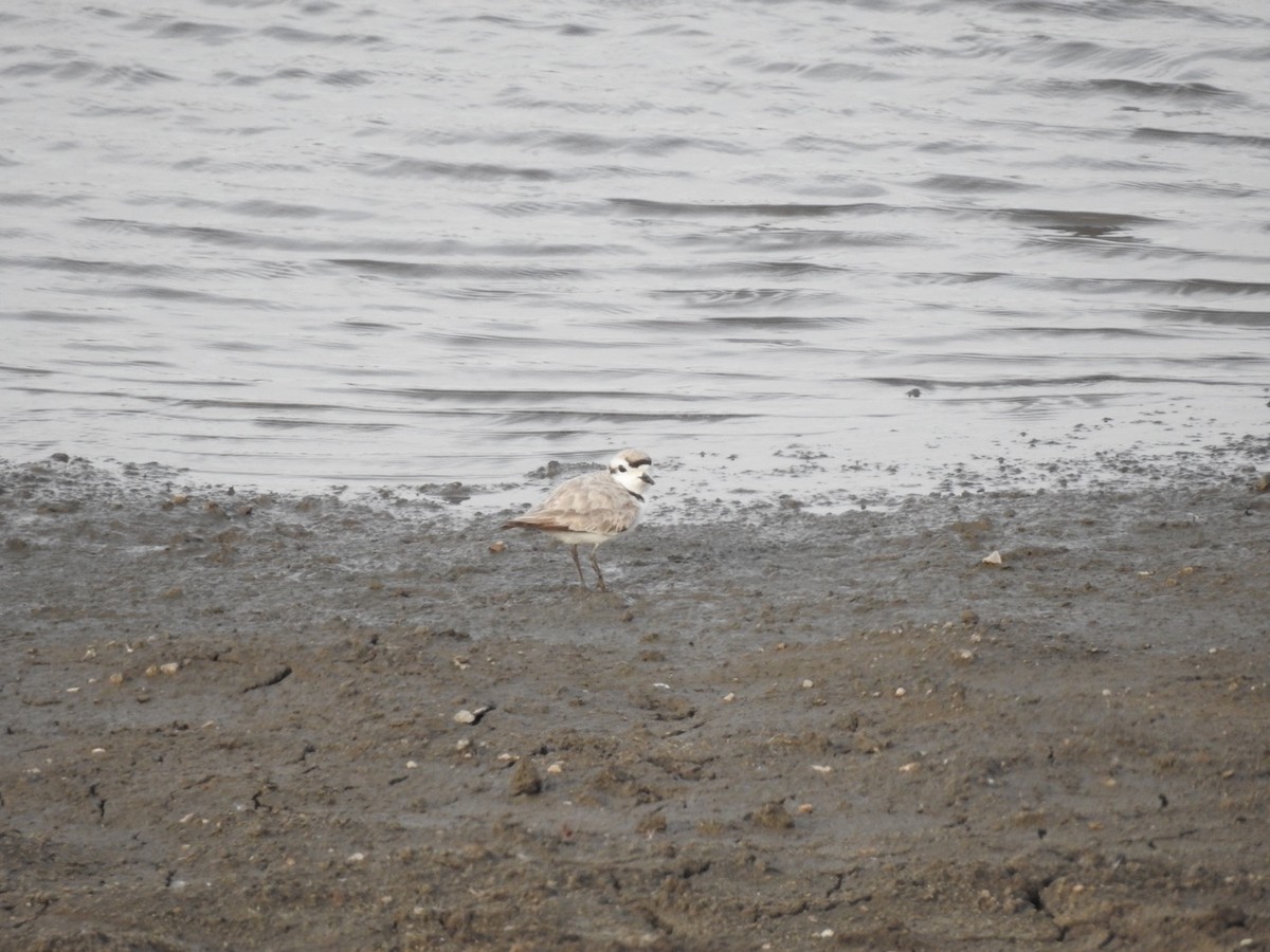 Snowy Plover - Tommy Goodwin