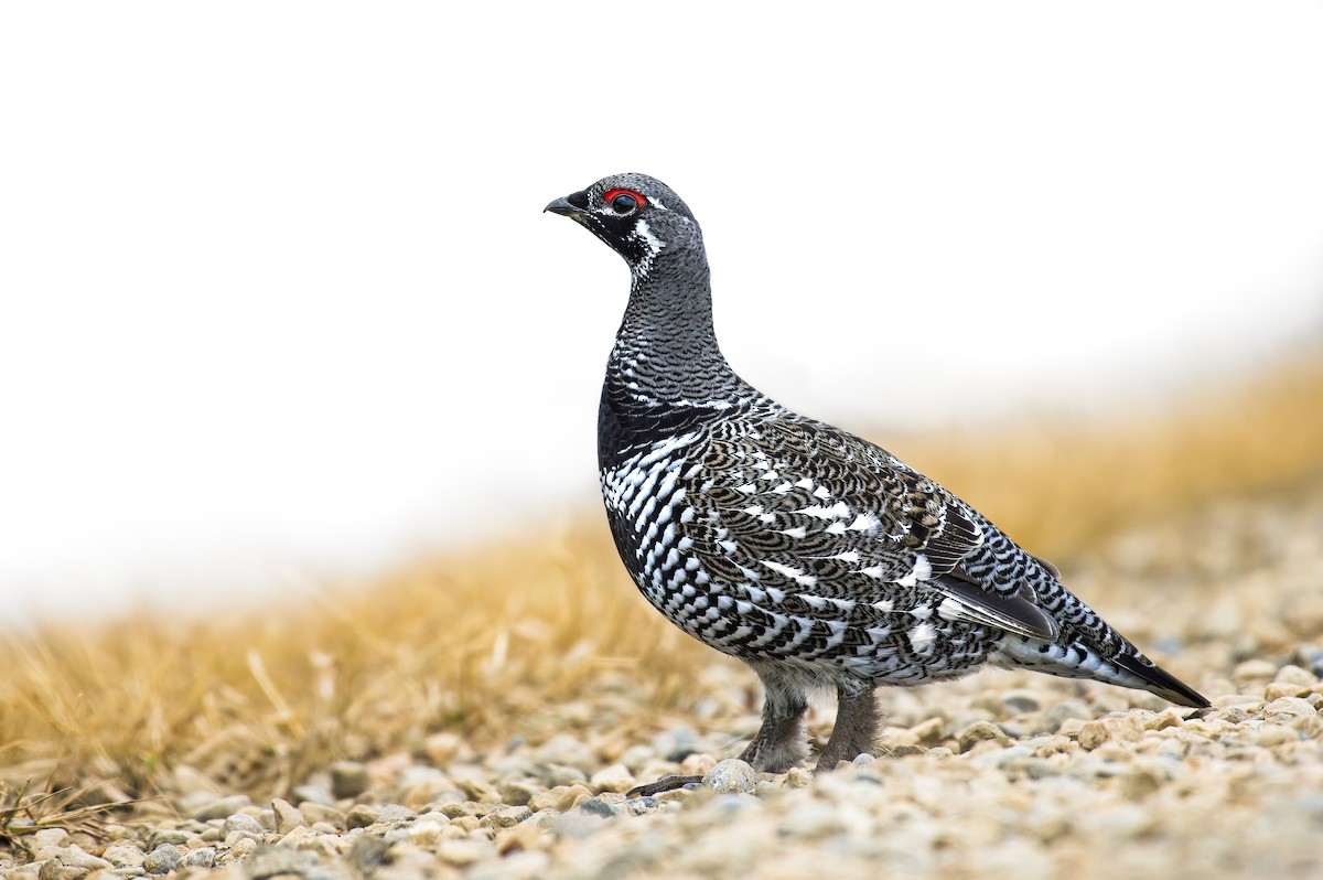 Spruce Grouse - ML567107021