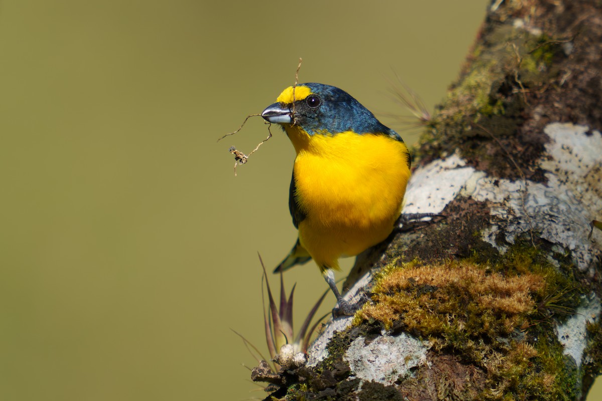 Yellow-throated Euphonia - ML567107541