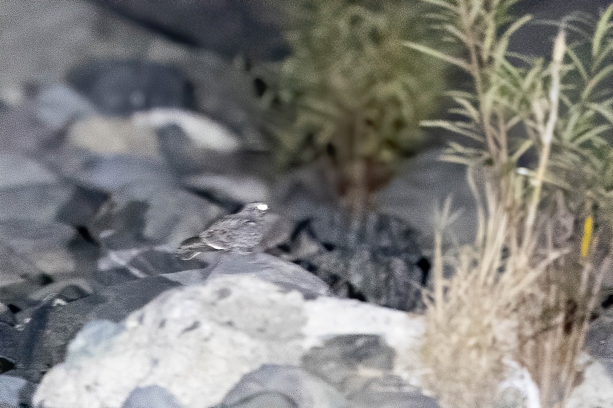 Chirruping Nightjar - ML567108661