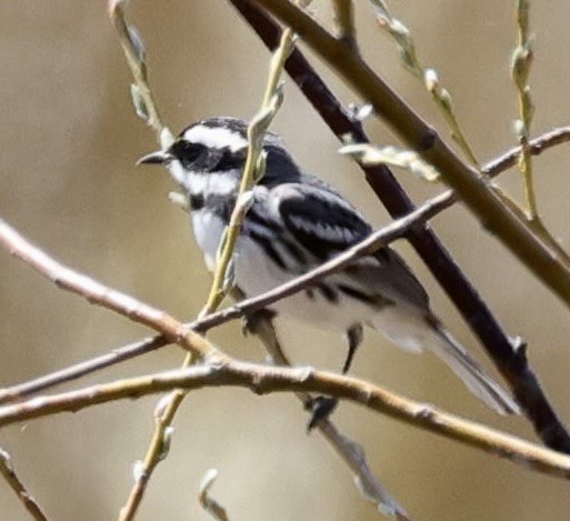 Black-throated Gray Warbler - Matt Ruuhela