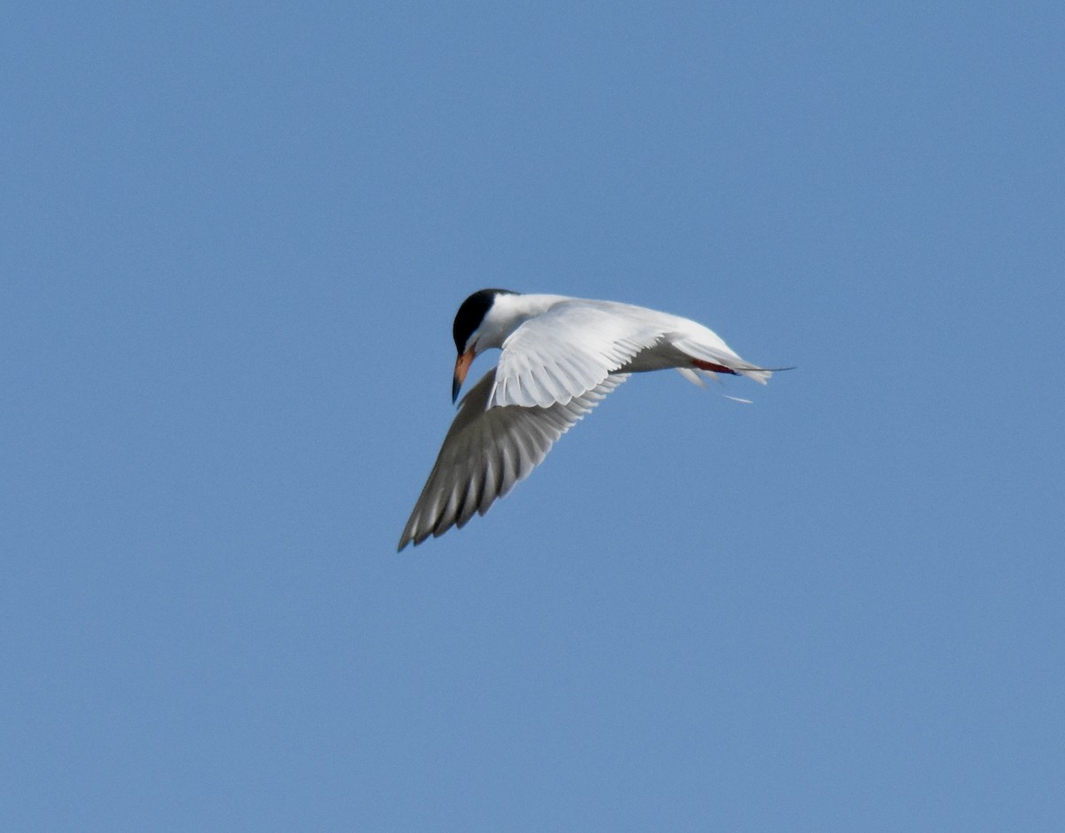 Forster's Tern - Christy Holden