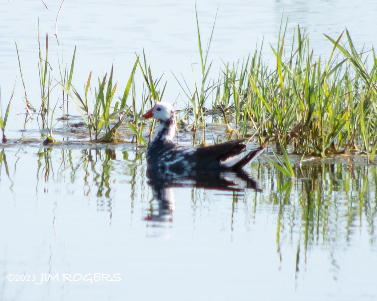 Common Gallinule - ML567112791