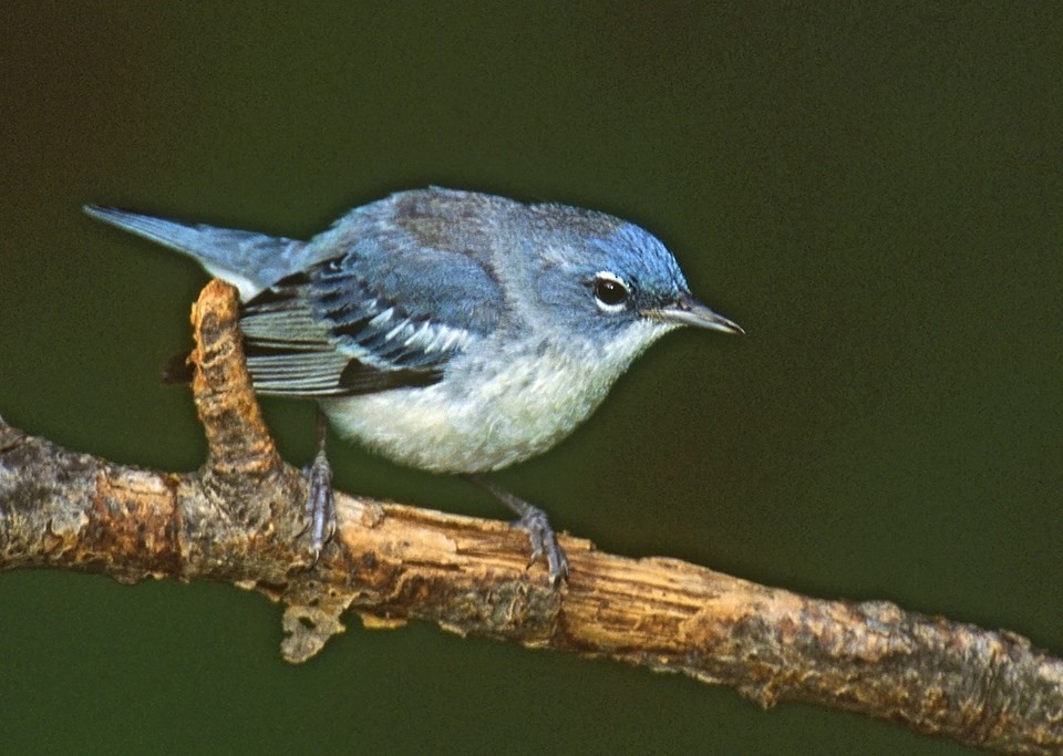 Cerulean Warbler x Northern Parula (hybrid) - ML567112991